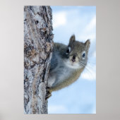 Poster Écureuil Gris Fantaisiste (Devant)