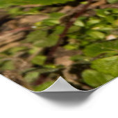 Poster Écureuil gris, manger, arachide, Springs Crystal 1 (Coin)