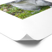 Poster Écureuil Gris Mignon Nature (Coin)