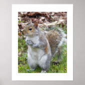 Poster Écureuil Gris Mignon Nature (Devant)