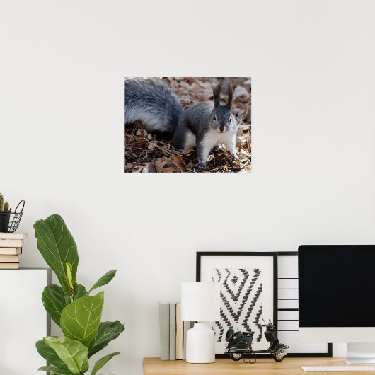 Poster Écureuil gris mou en automne (Bureau à domicile)