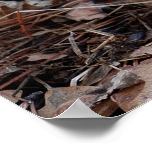 Poster Écureuil gris mou en automne (Coin)