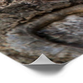 Poster Écureuil gris oriental ou écureuil gris (Coin)