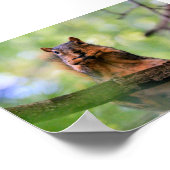 Poster Écureuil harmonique (Coin)