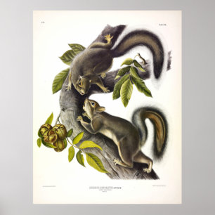 Poster Écureuil lièvre ou écureuil gris occidental par Au