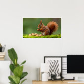 Poster Écureuil mangeant des noix (Bureau à domicile)