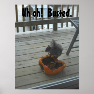 Poster Écureuil mangeant du citrouille