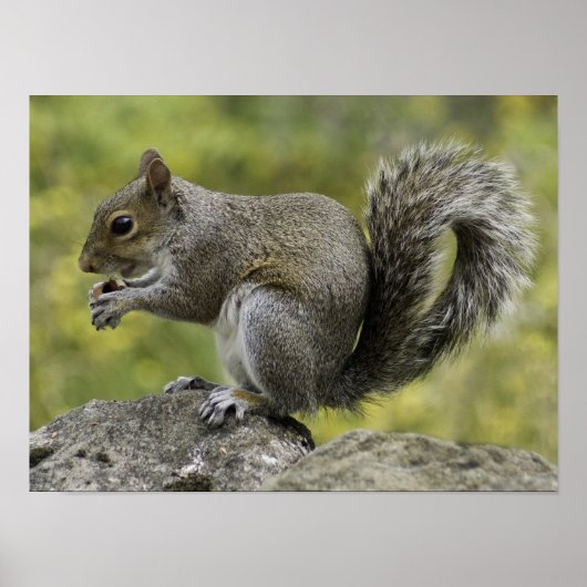 Poster Écureuil mangeant sur un rocher (Devant)