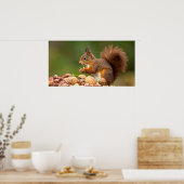 Poster écureuil mangeant un écrou (Cuisine)