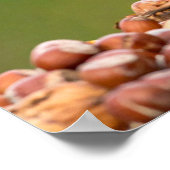 Poster écureuil mangeant un écrou (Coin)