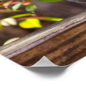 Poster Écureuil mendiant (Coin)