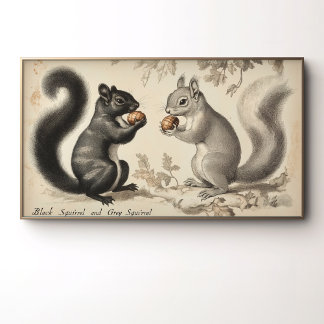 Poster Écureuil noir et écureuil gris de style vintage