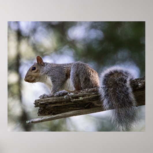 Poster Écureuil perché sur une branche d'arbre (Devant)