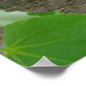 Poster Écureuil reposant dans l'arbre (Coin)