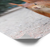 Poster Écureuil rouge (Coin)