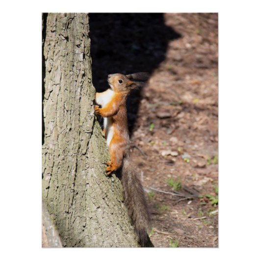 Poster Écureuil rouge mignon sur un arbre (Devant)
