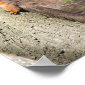 Poster Écureuil rouge mignon sur un arbre (Coin)