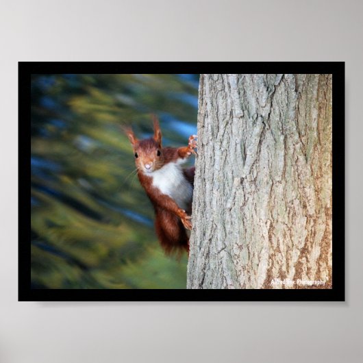 Poster Écureuil roux sur un arbre (Devant)