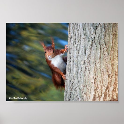 Poster Écureuil roux sur un arbre (Devant)