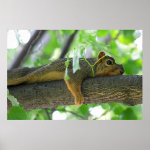 Poster Écureuil se reposant dans l'arbre