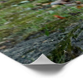 Poster Écureuil tenant une noix (Coin)