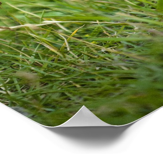 Poster Écureuil terrestre colombien (Coin)