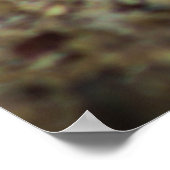 Poster Écureuil terrestre de Tucson Arizona (Coin)