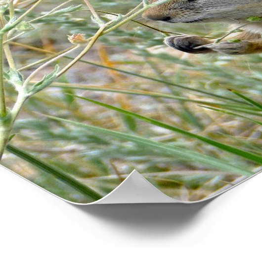 Poster Écureuil terrestre, Parc national des Rocheuses (Coin)