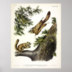 Poster Écureuil volant de Severn-River (Nord) par Audubon