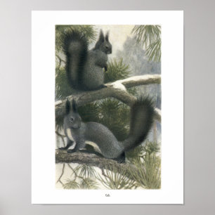 Poster Écureuils dans la forêt Imprimer