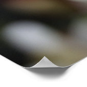 Poster Edelweiss (Coin)