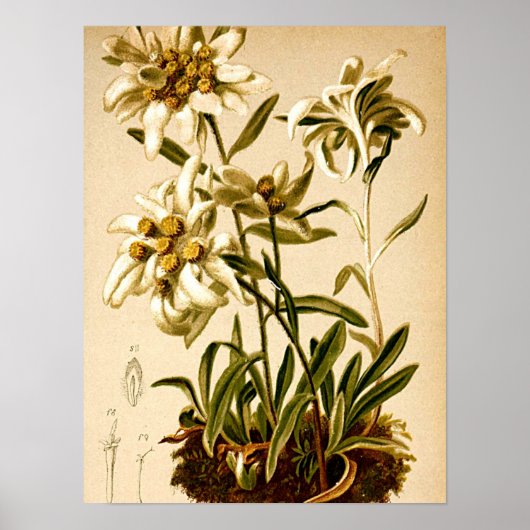 Poster Edelweiss Flowers Vintage illustration botanique (Devant)