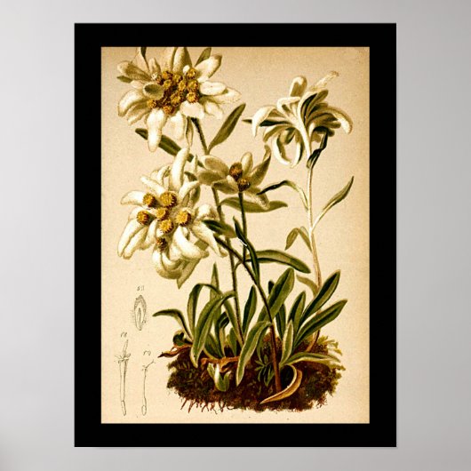 Poster Edelweiss Flowers Vintage illustration botanique (Devant)