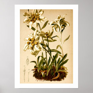 Poster Edelweiss Flowers Vintage illustration botanique