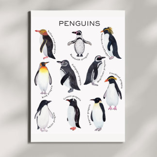 Poster éducatif Penguins