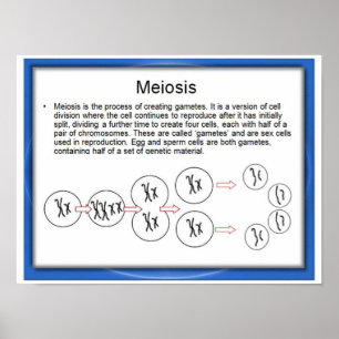 Poster Éducation, science, méiose