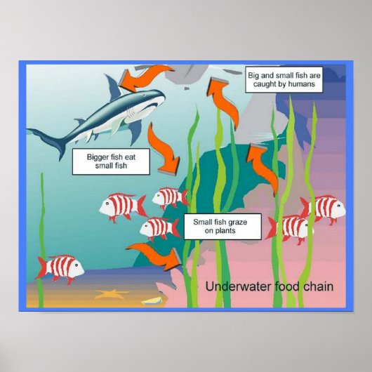 Poster Éducation, Sciences, Chaîne alimentaire sous-marin (Devant)