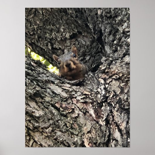 Poster eekhoorn (Voorkant)