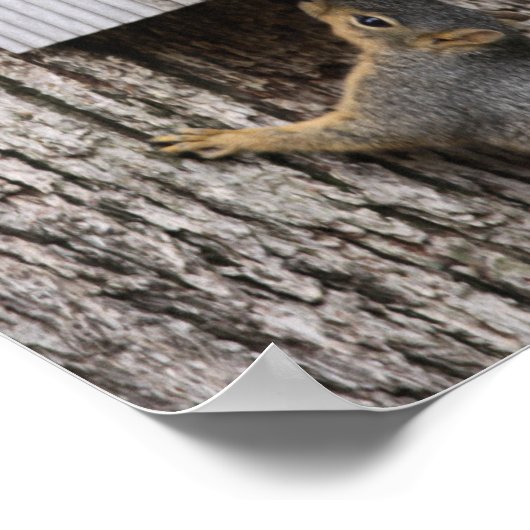 Poster eekhoorn (Hoek)