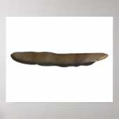 Poster Eel électrique (Devant)