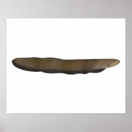 Poster Eel électrique (Devant)