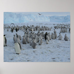 Poster Een zwerm Pingains op Antarctica, foto.