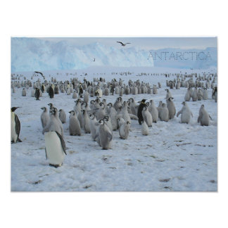 Poster Een zwerm Pingains op Antarctica, foto.