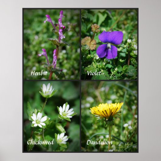  poster Eetbare Weeds (Voorkant)