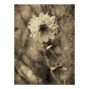 Poster Effet de peinture de vieille photo de dahlia vinta
