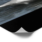 Poster Effet miroir photo du cygne blanc muet (Coin)