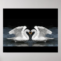 Effet miroir photo du cygne blanc muet