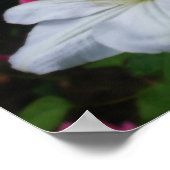 Poster Effet Orton Clematis blanc doux (Coin)