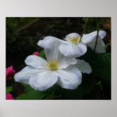Poster Effet Orton Clematis blanc doux (Devant)
