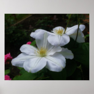 Poster Effet Orton Clematis blanc doux